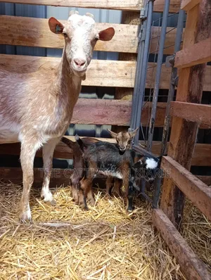 Saanen, Boer Goats