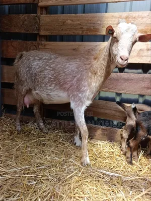 Saanen, Boer Goats