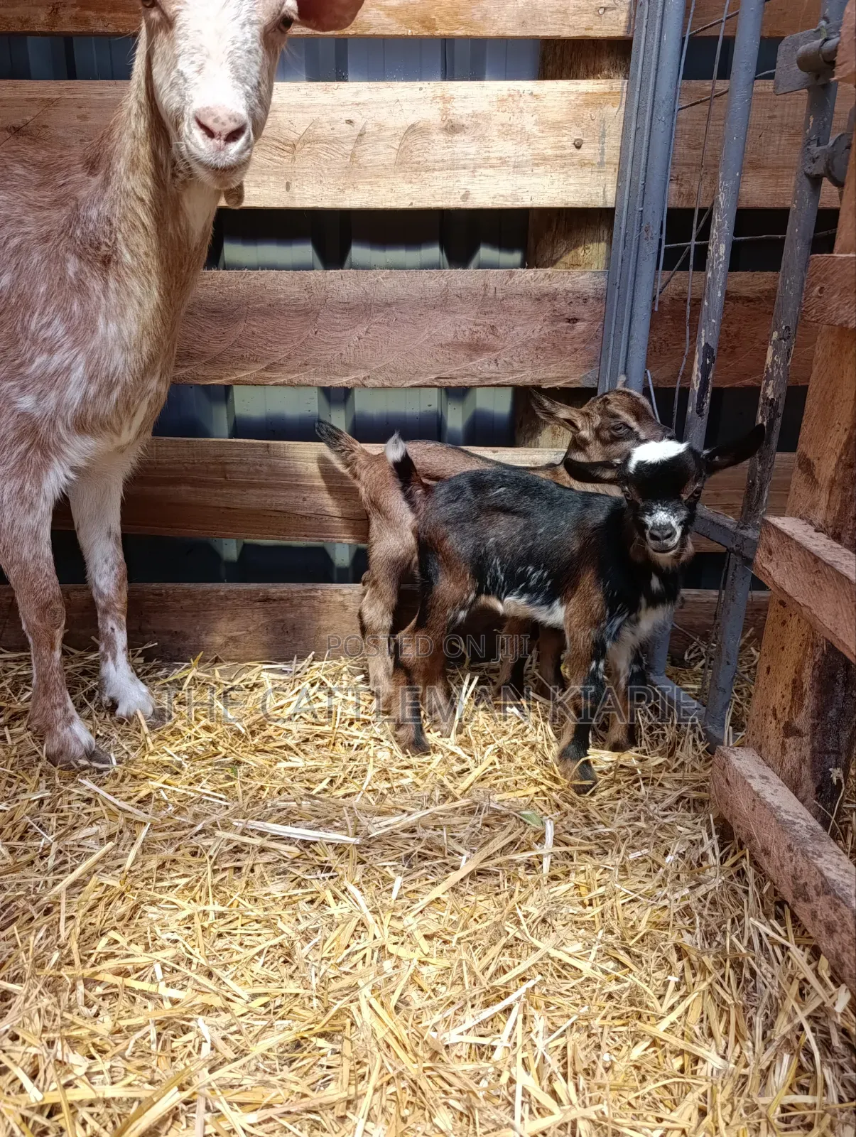 Saanen, Boer Goats