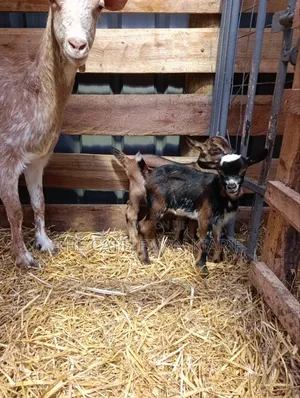 Saanen, Boer Goats
