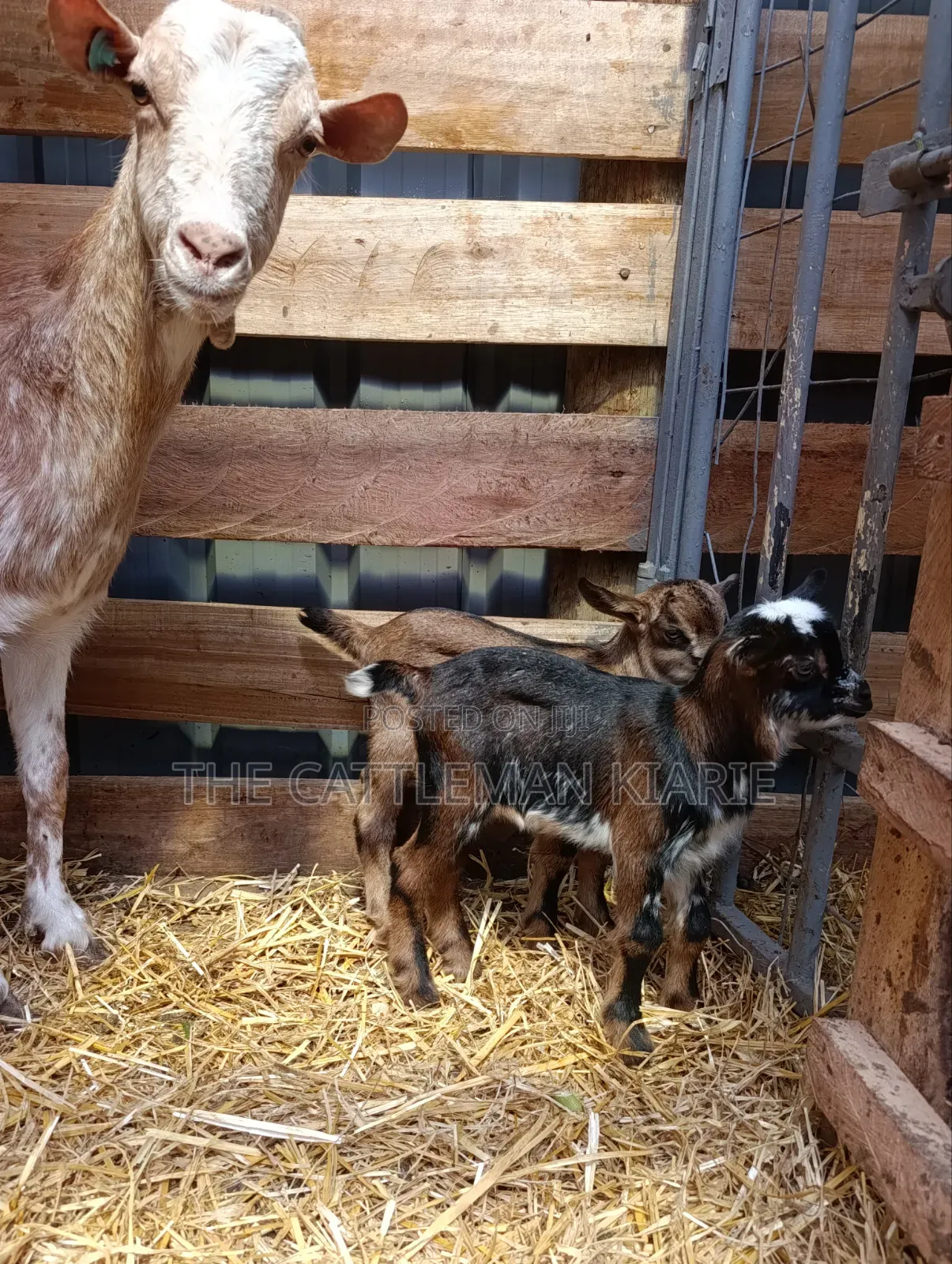 Saanen, Boer Goats