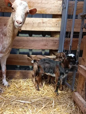 Saanen, Boer Goats