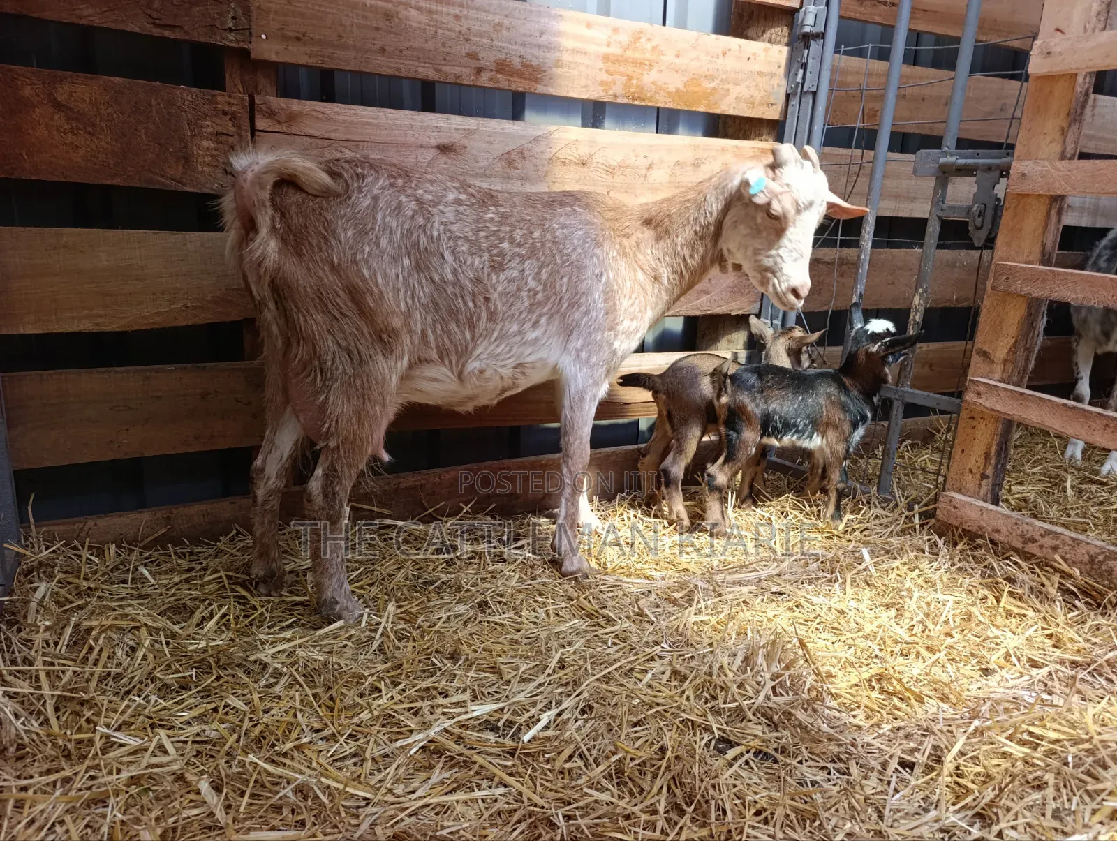 Saanen, Boer Goats