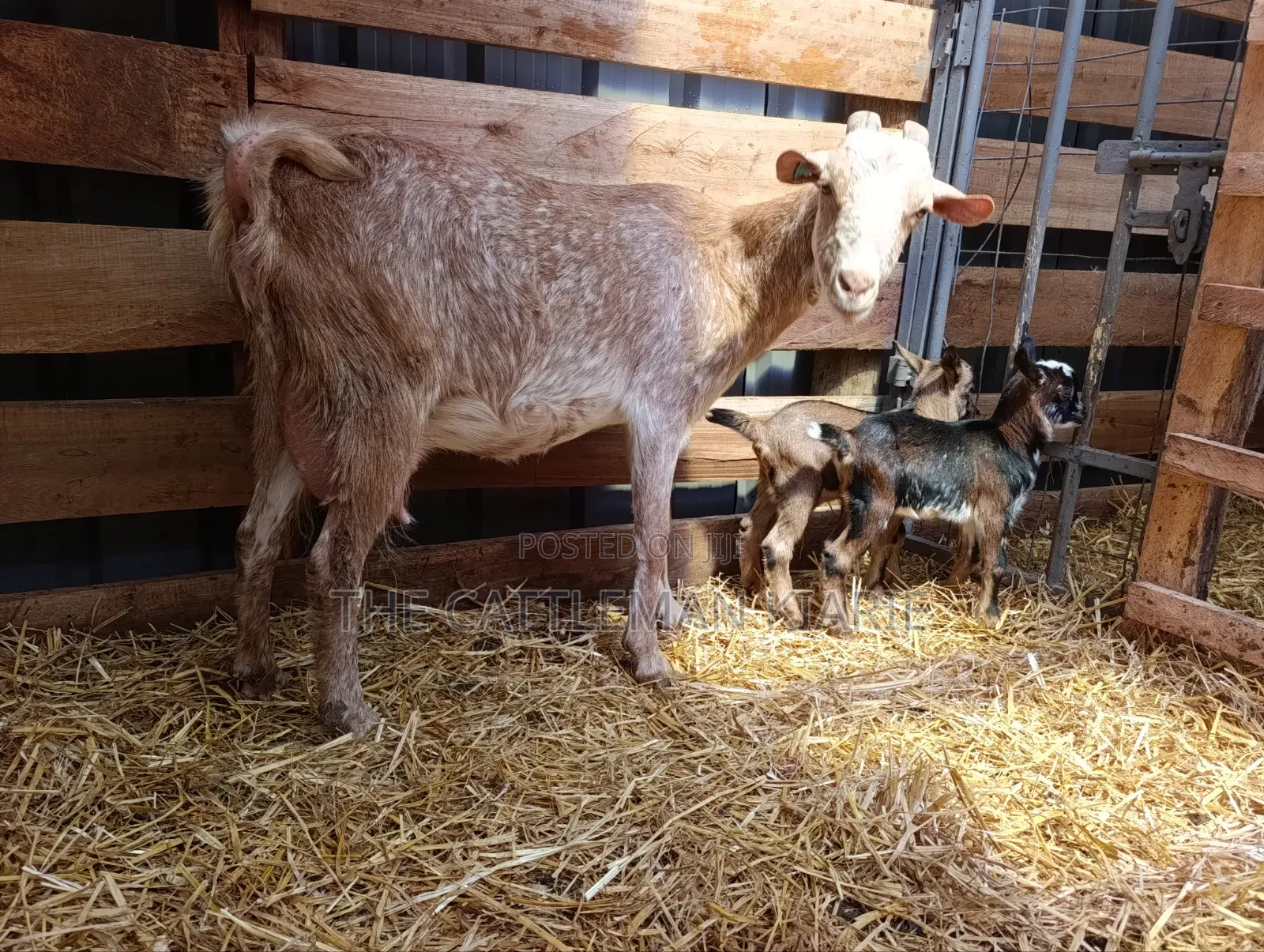 Saanen, Boer Goats