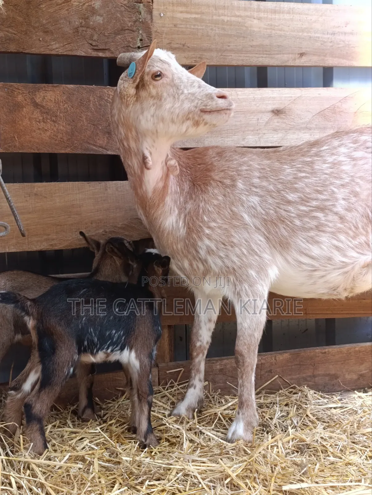 Saanen, Boer Goats