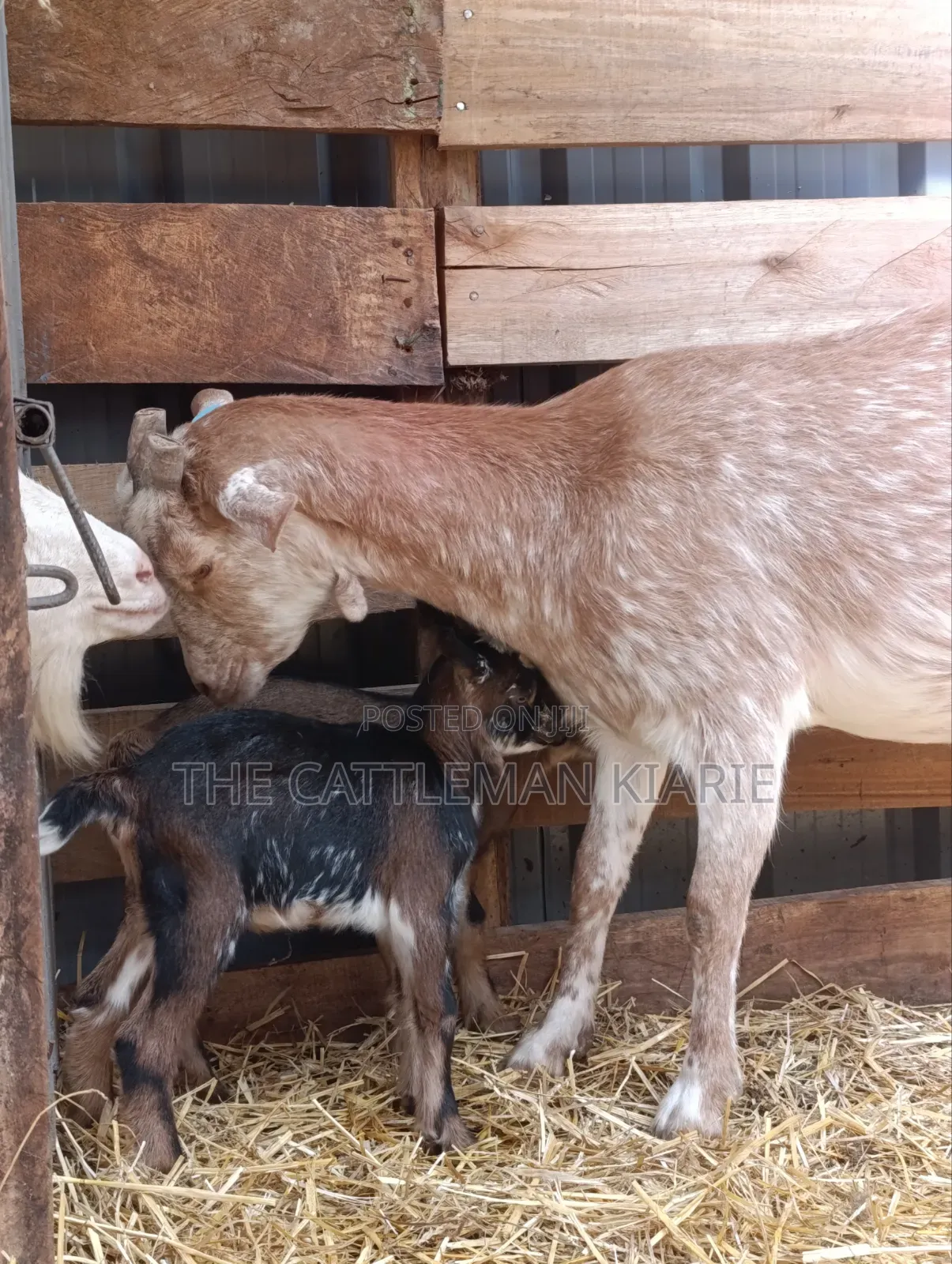 Saanen, Boer Goats