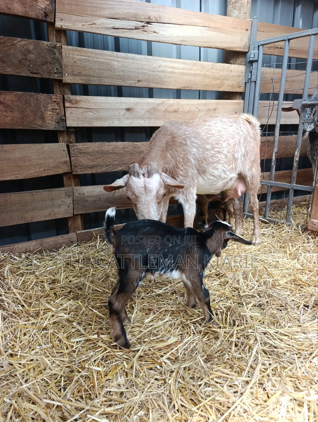 Saanen, Boer Goats