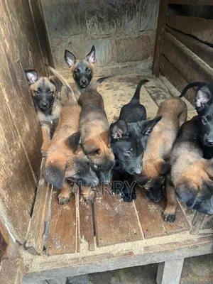 1-3 months Male Purebred Belgian Malinois