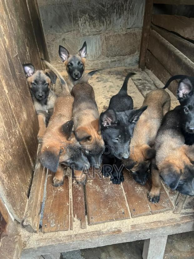 1-3 months Male Purebred Belgian Malinois