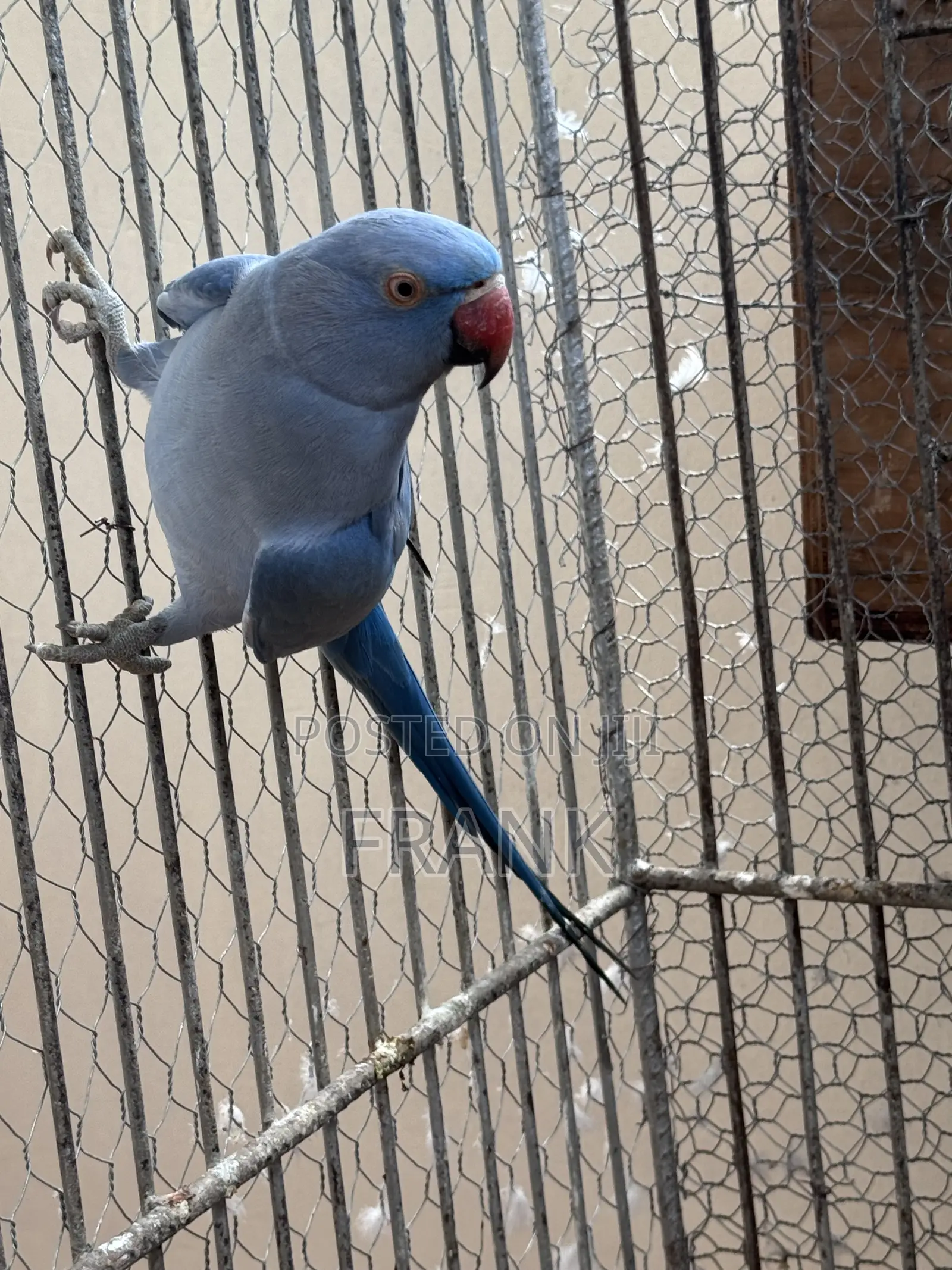 Indian Ringneck