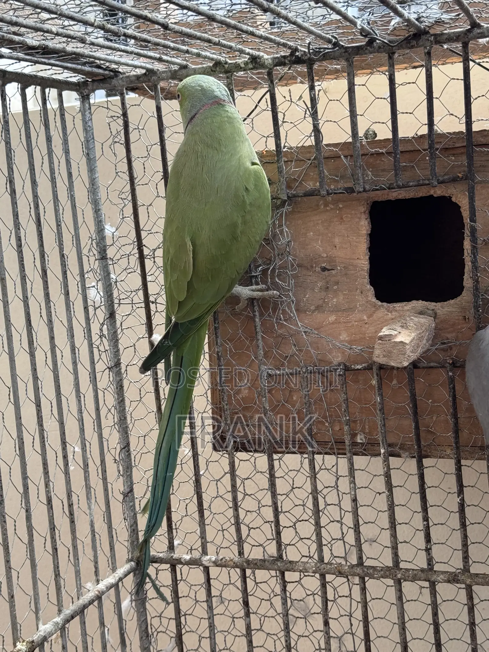 Indian Ringneck