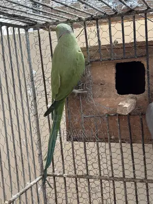 Indian Ringneck