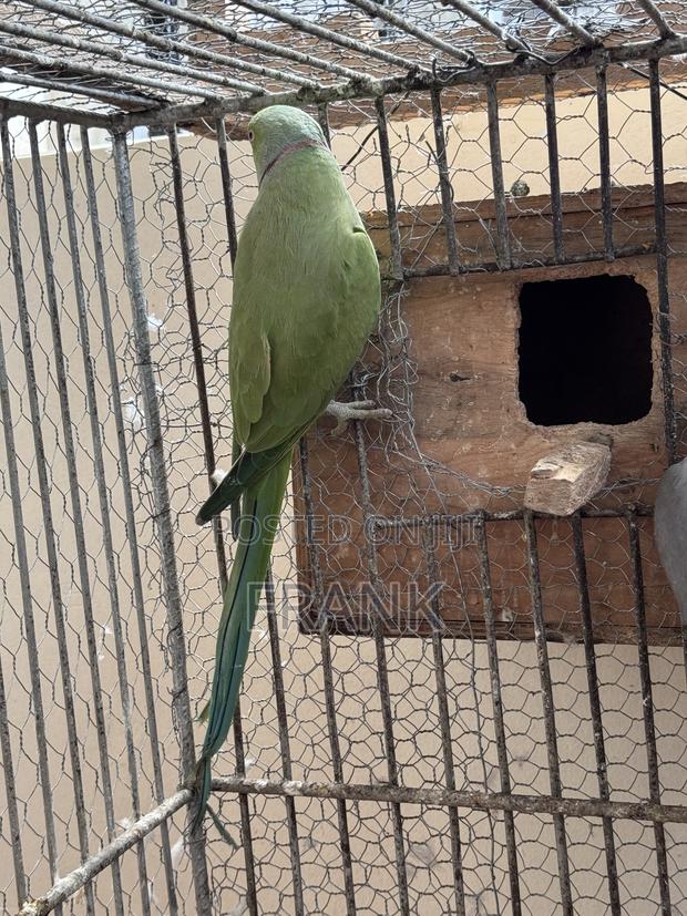 Indian Ringneck - thumbnail 3