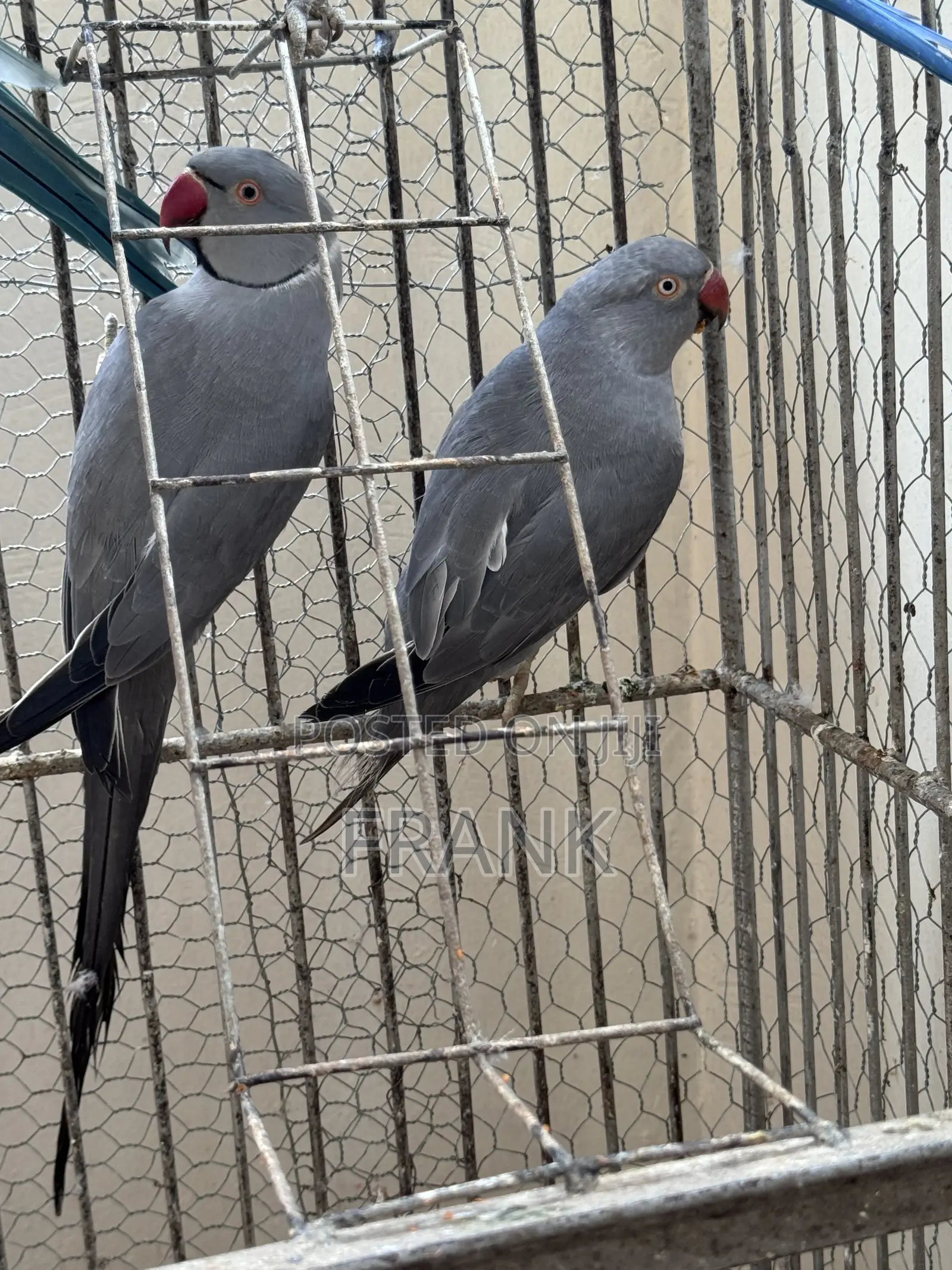 Indian Ringneck
