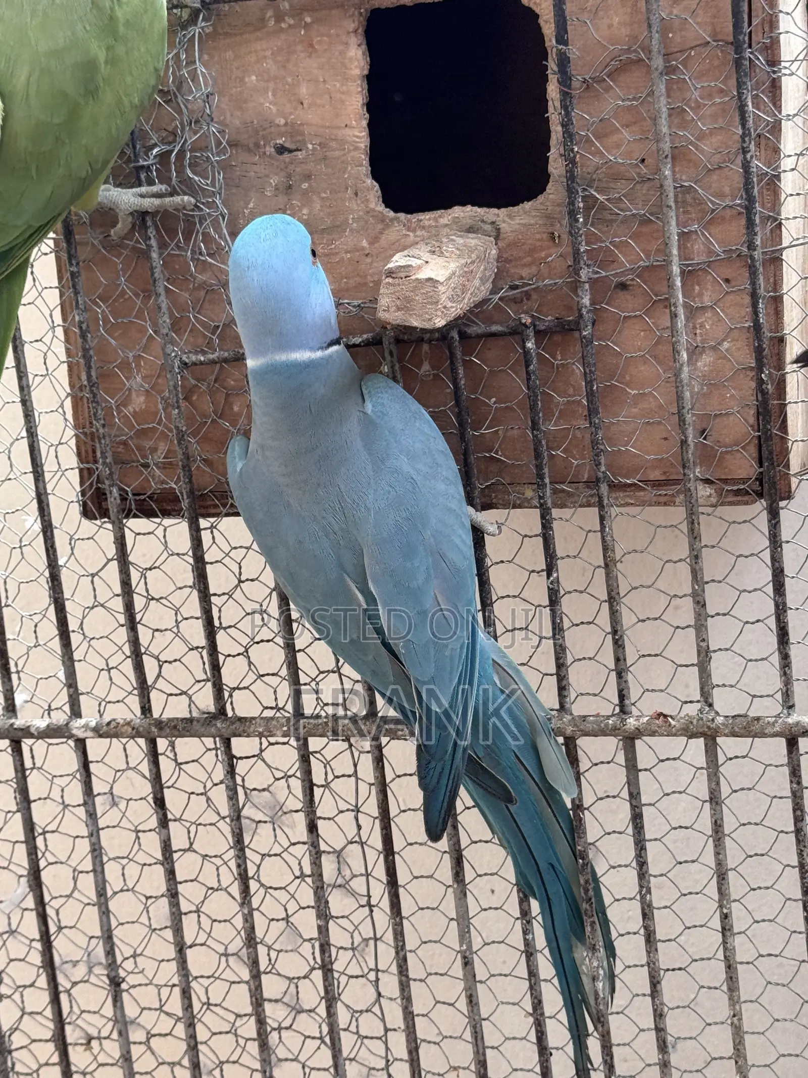 Indian Ringneck