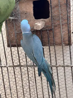 Indian Ringneck