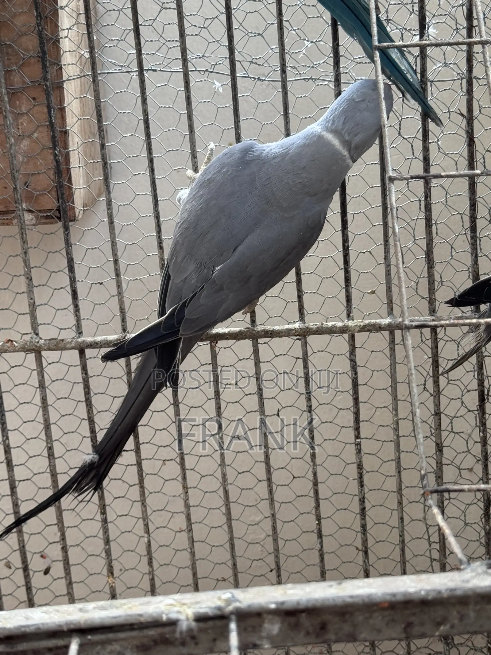 Indian Ringneck