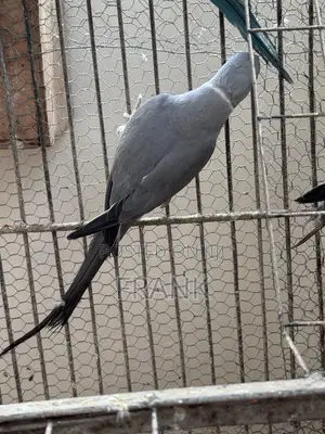 Indian Ringneck