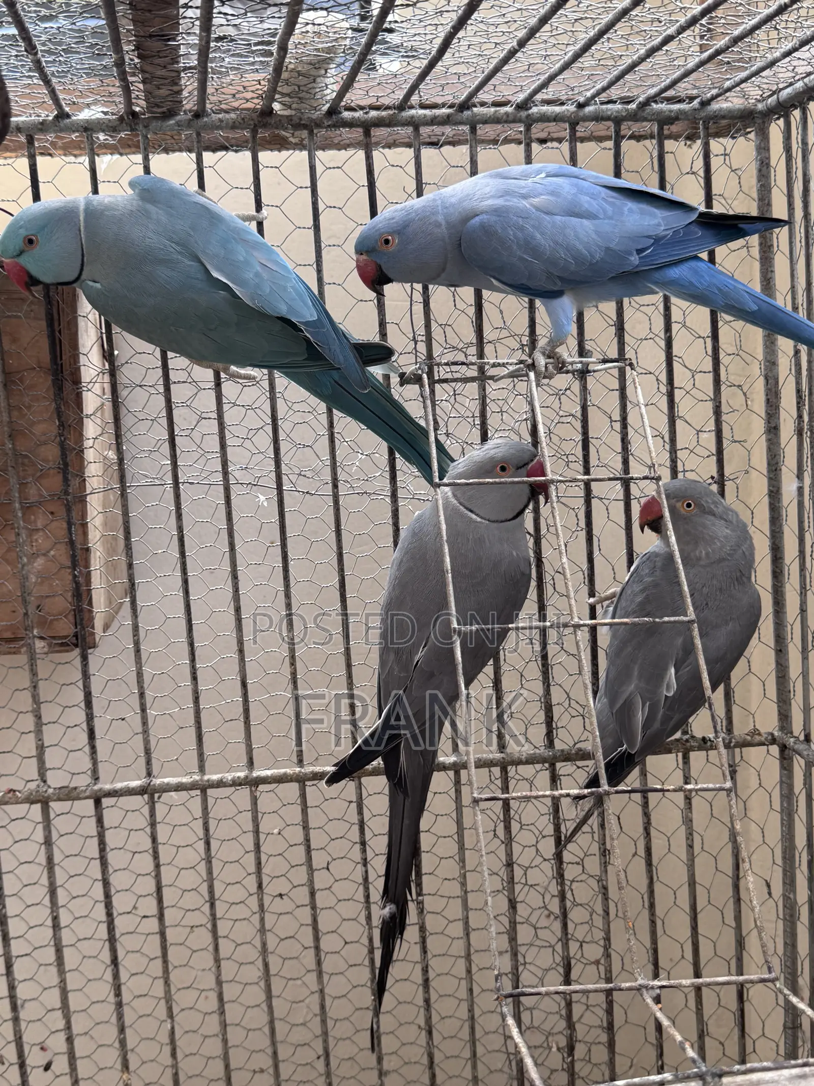 Indian Ringneck