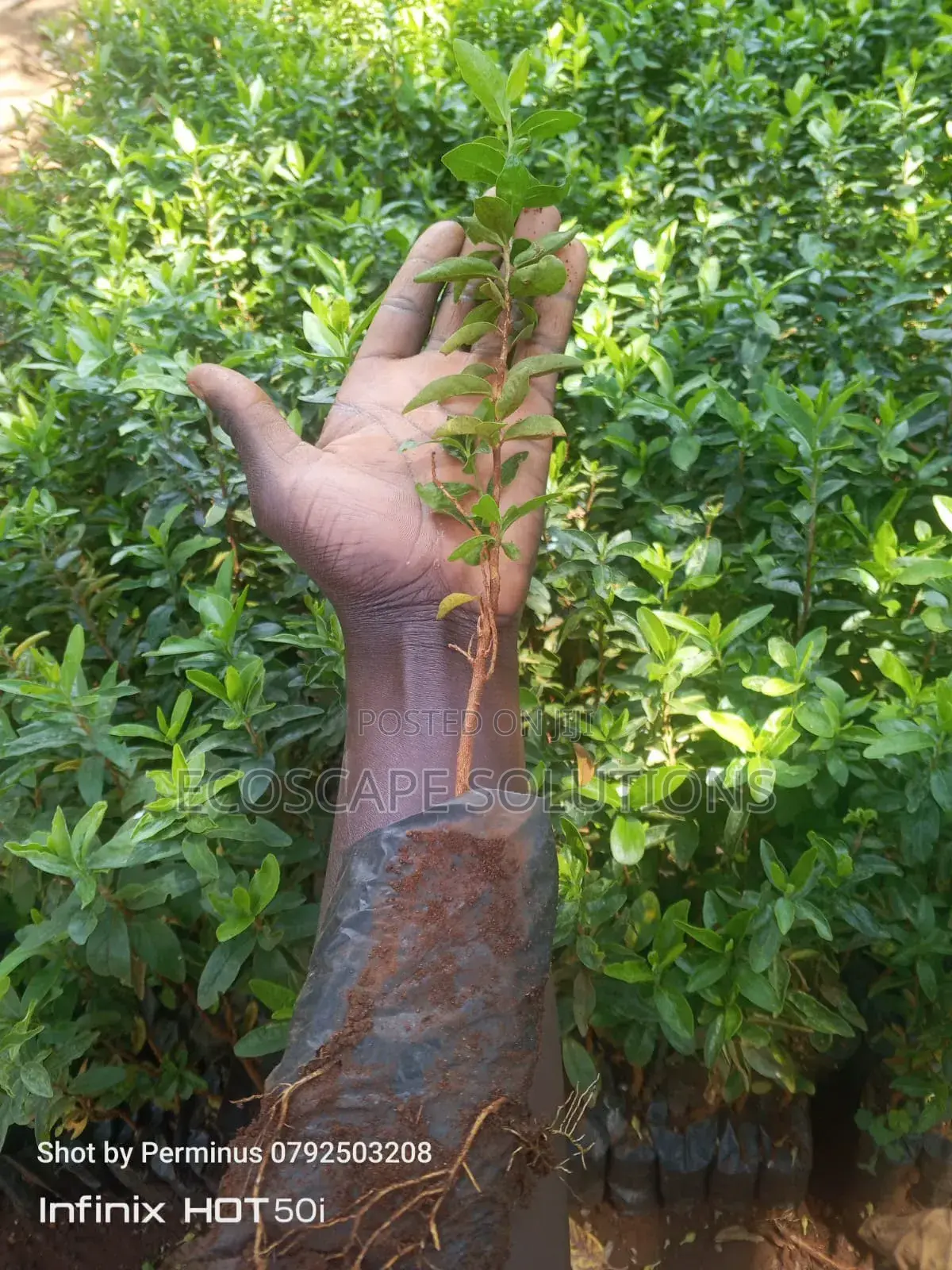 Kei Apple Seedlings Kayaba