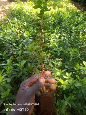 Kei Apple Seedlings Kayaba