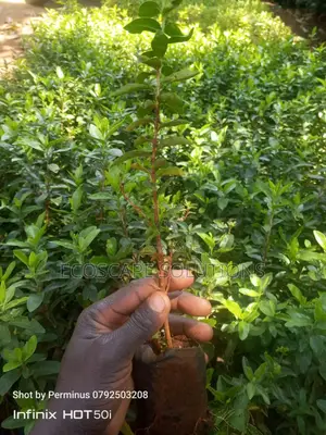 Kei Apple Seedlings Kayaba