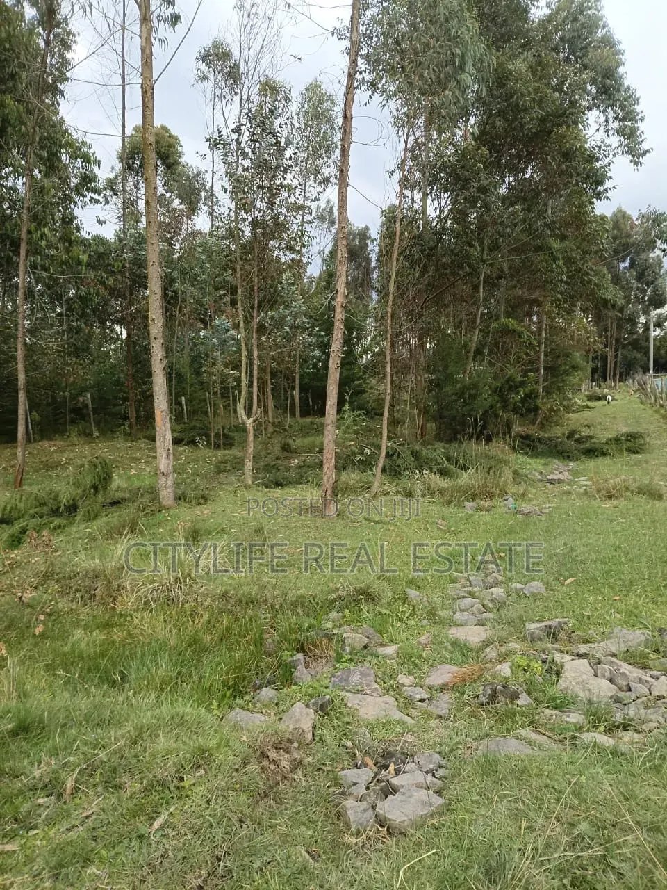 North KINANGOP, Mumui 2 Quarter Acre Plots
