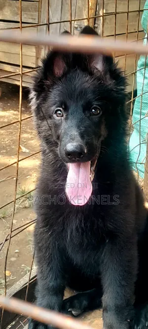 1-3 months Male Purebred German Shepherd