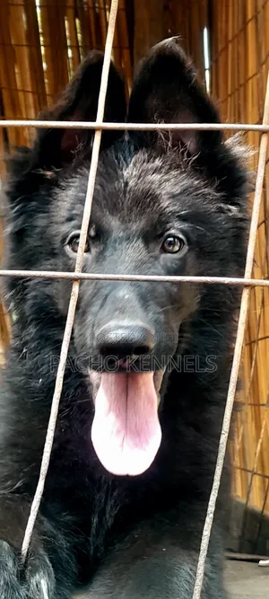 1-3 months Male Purebred German Shepherd