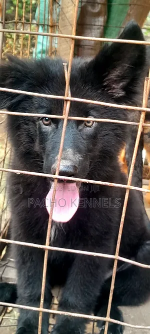 1-3 months Male Purebred German Shepherd