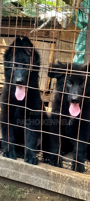 1-3 months Male Purebred German Shepherd