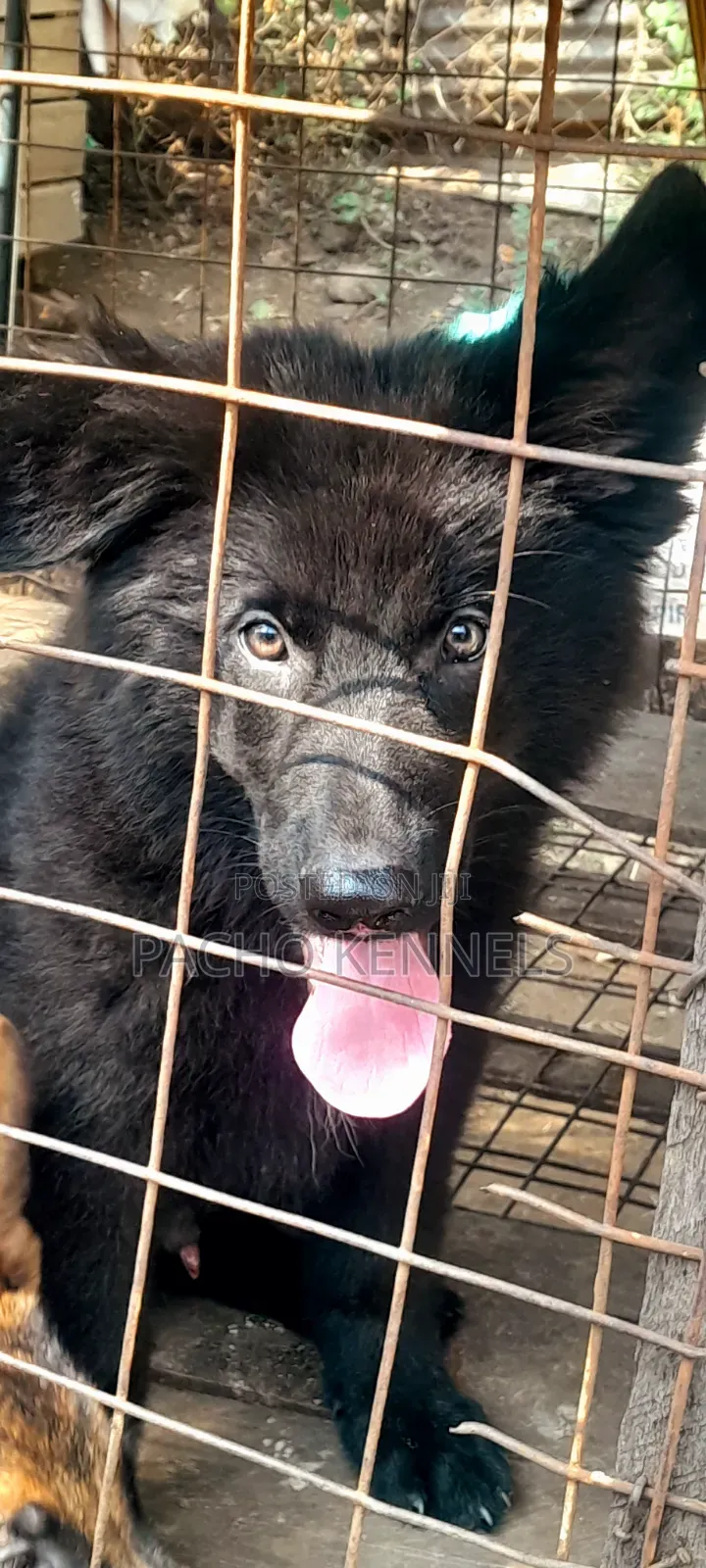 1-3 months Male Purebred German Shepherd