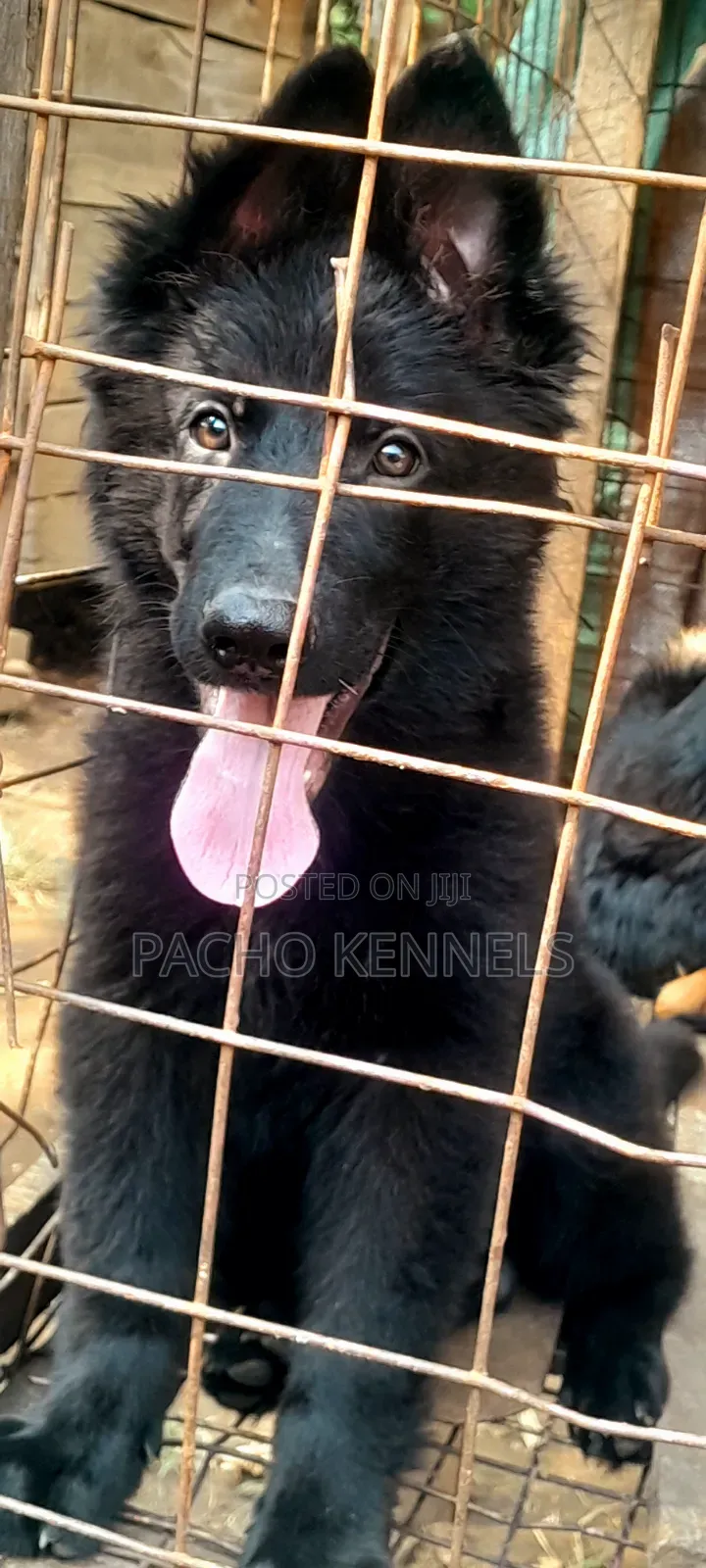 1-3 months Male Purebred German Shepherd
