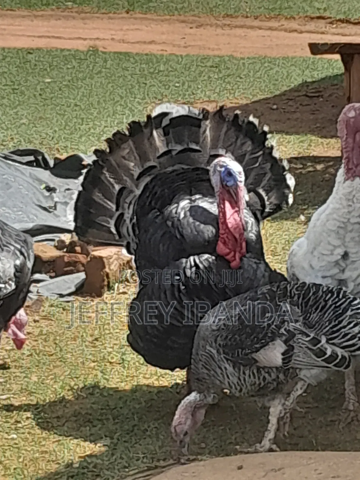 Mature Turkeys