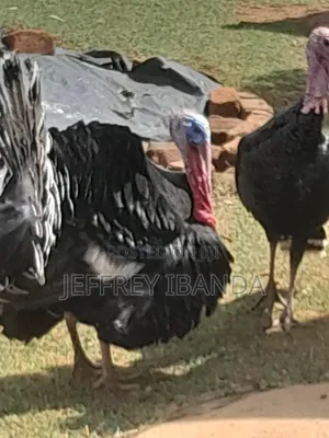 Mature Turkeys