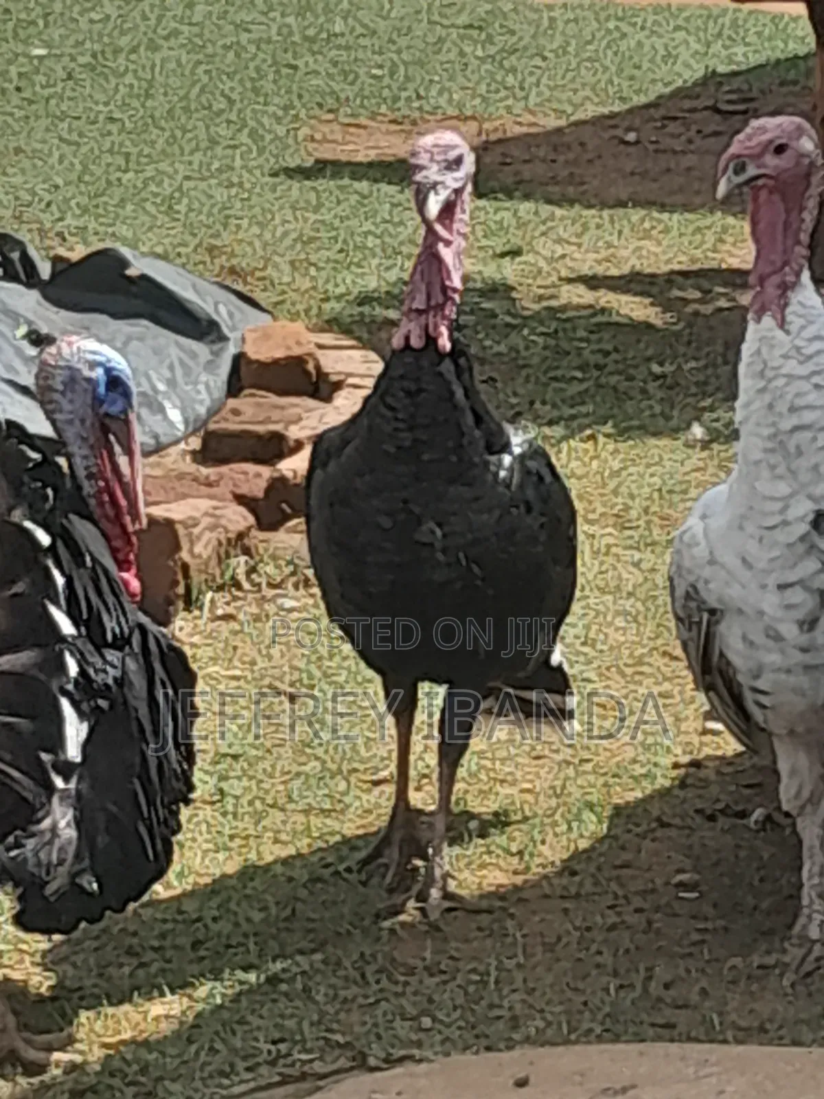 Mature Turkeys