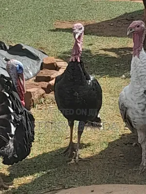 Mature Turkeys