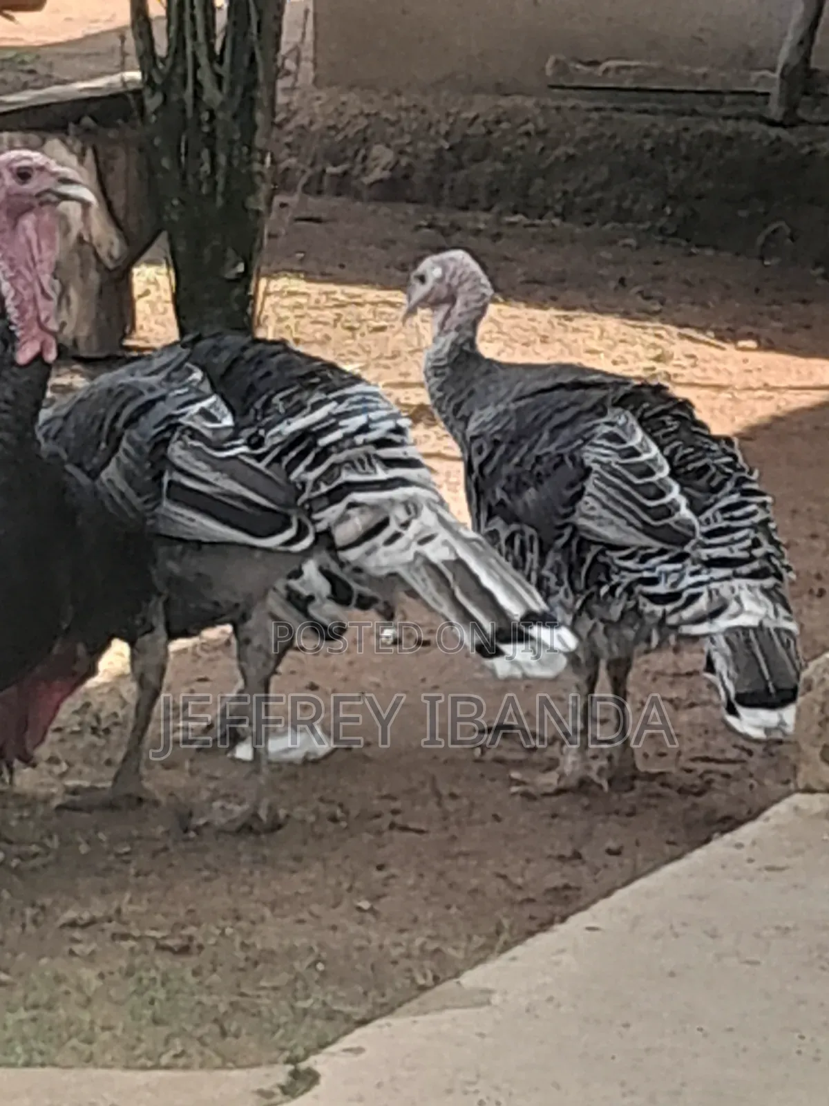 Mature Turkeys