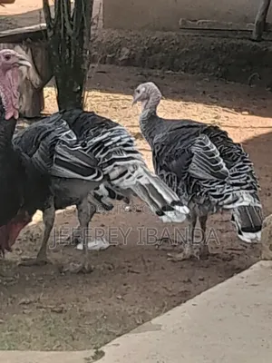 Mature Turkeys