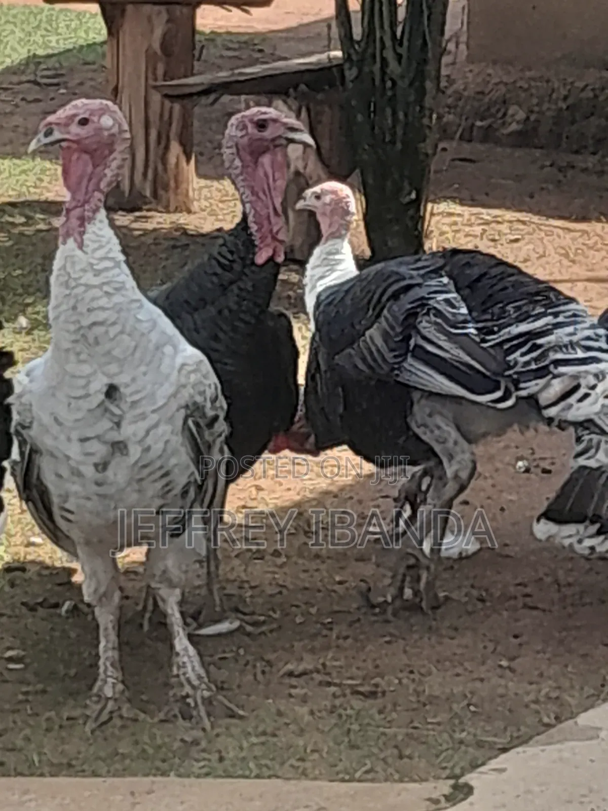 Mature Turkeys