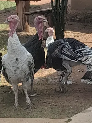 Mature Turkeys