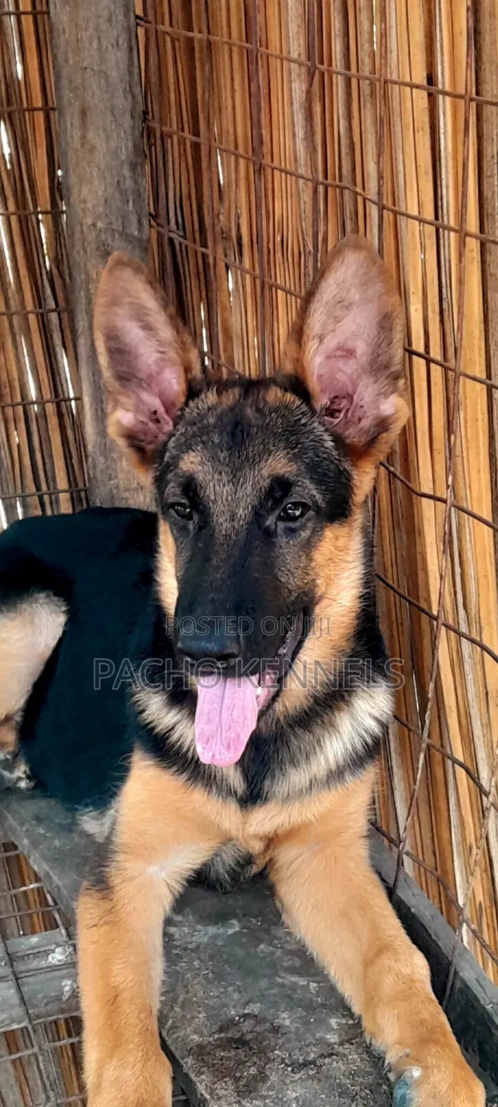3-6 months Male Purebred German Shepherd