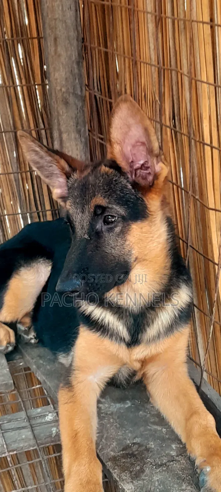 3-6 months Male Purebred German Shepherd