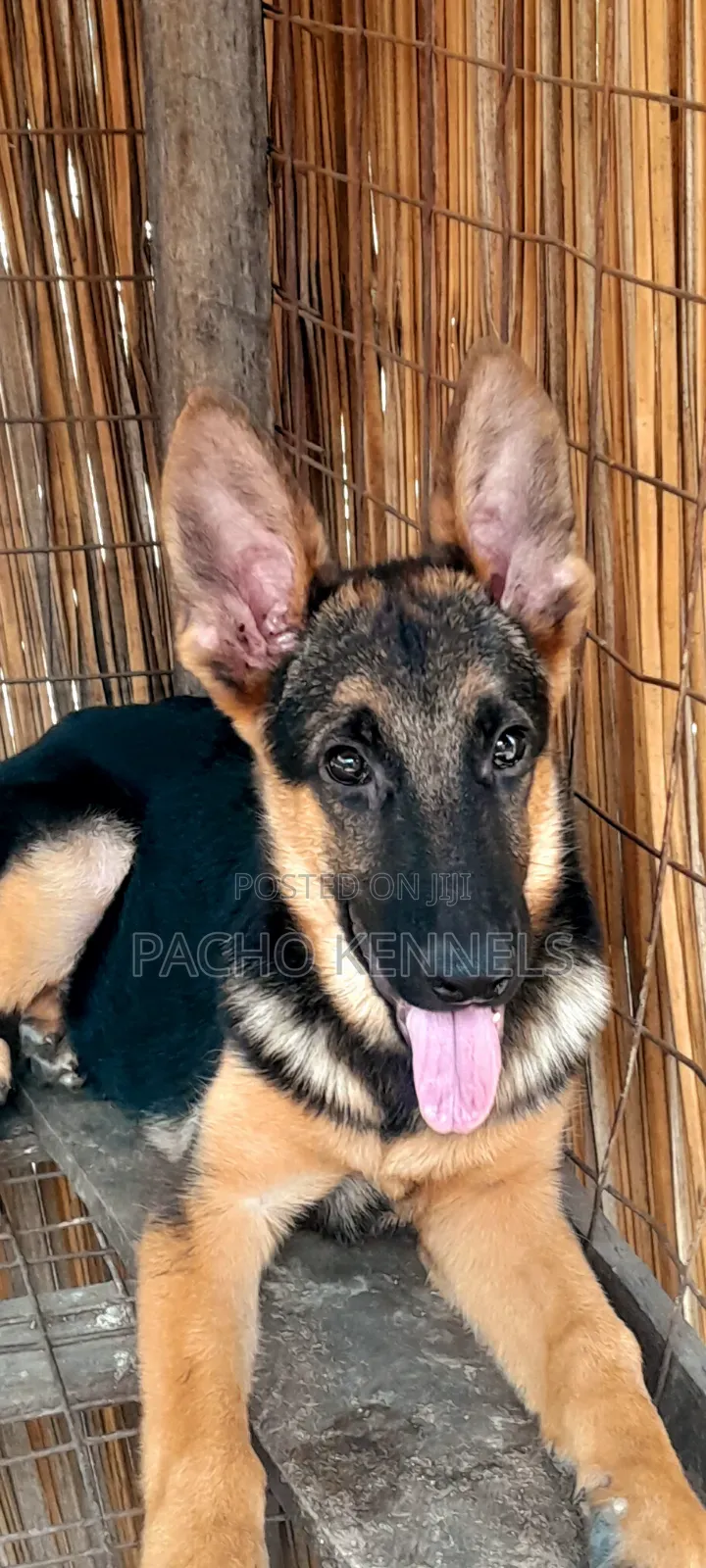 3-6 months Male Purebred German Shepherd