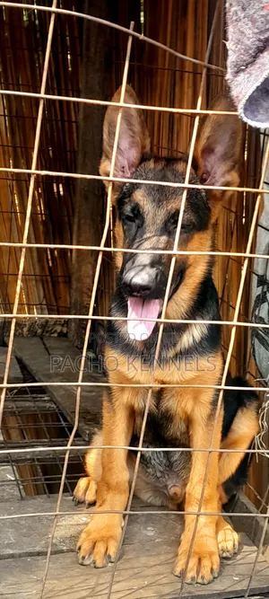 3-6 months Male Purebred German Shepherd
