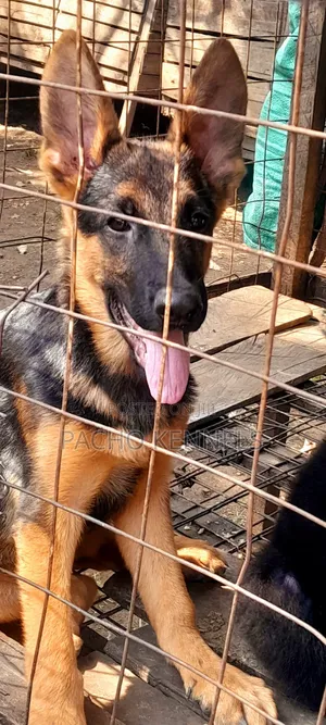 3-6 months Male Purebred German Shepherd