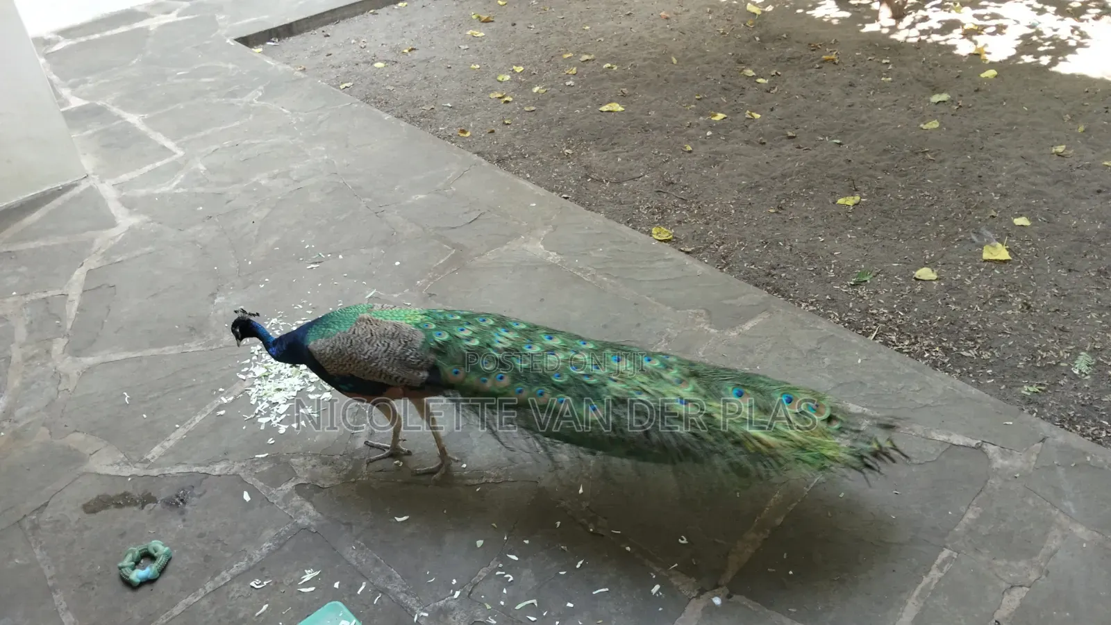 Couple Mature Blue Peacock