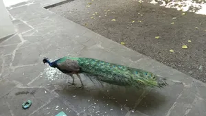 Couple Mature Blue Peacock