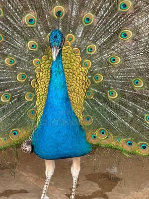 Couple Mature Blue Peacock