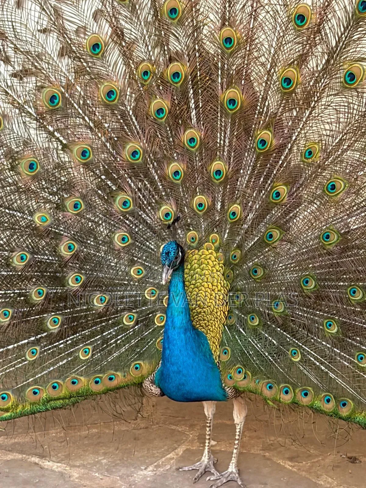 Couple Mature Blue Peacock